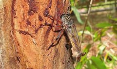 Dolopus simulans
