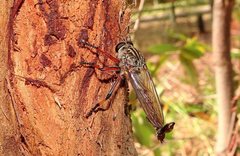 Dolopus simulans