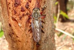 Dolopus simulans