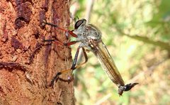 Dolopus simulans