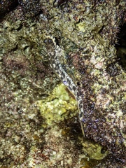 Istiblennius