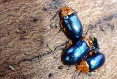 Lamprolina simillima