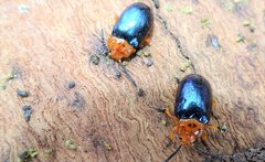 Lamprolina simillima