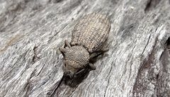 Amycterus