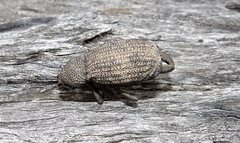 Amycterus