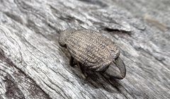 Amycterus