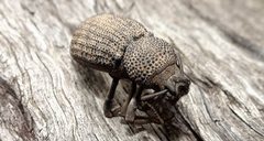 Amycterus