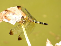 Neurothemis ramburii