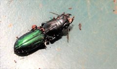 Carenum digglesi
