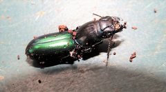 Carenum digglesi