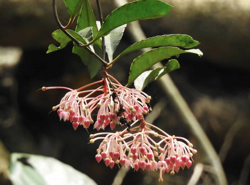 Ardisia hanceana