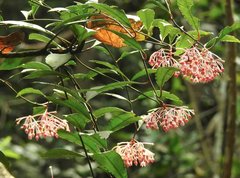 Ardisia hanceana