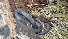 Cacophis squamulosus