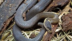 Cacophis squamulosus