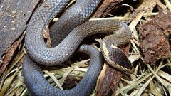 Cacophis squamulosus