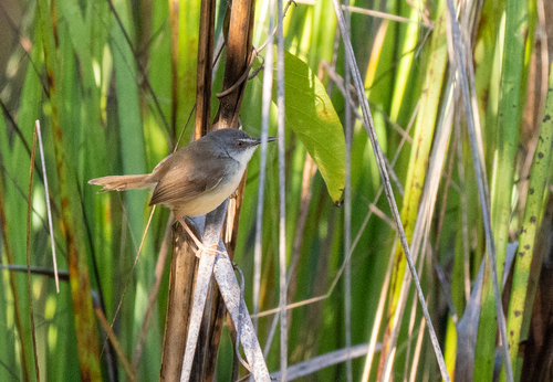 Rufescent Prinia (Prinia rufescens), photo 5