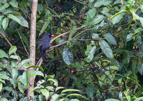 Black Laughingthrush (Melanocichla lugubris), photo 3
