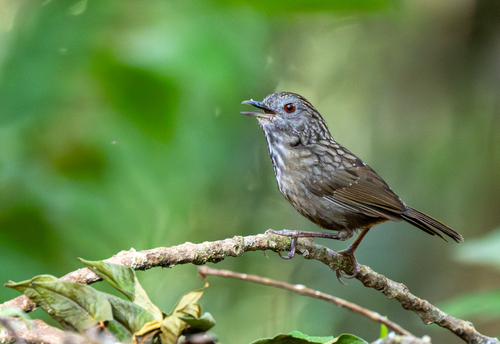Streaked Wren-Babbler (Gypsophila brevicaudata), photo 10