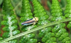 Ishidaella albomarginata