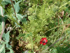 Adonis annua