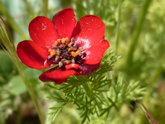 Adonis annua