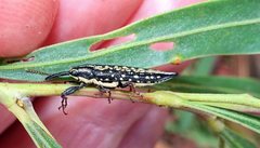 Rhinotia lineata