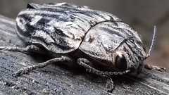 Chalcophora mariana