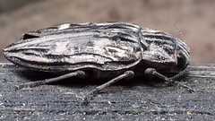 Chalcophora mariana