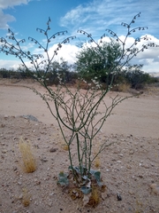 Eriogonum deflexum