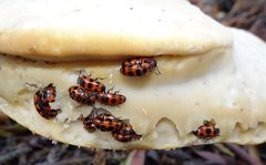 Episcaphula australis