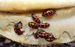 Episcaphula australis