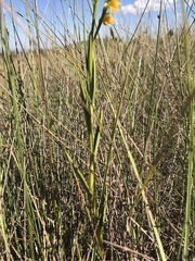 Epidendrum dendrobioides