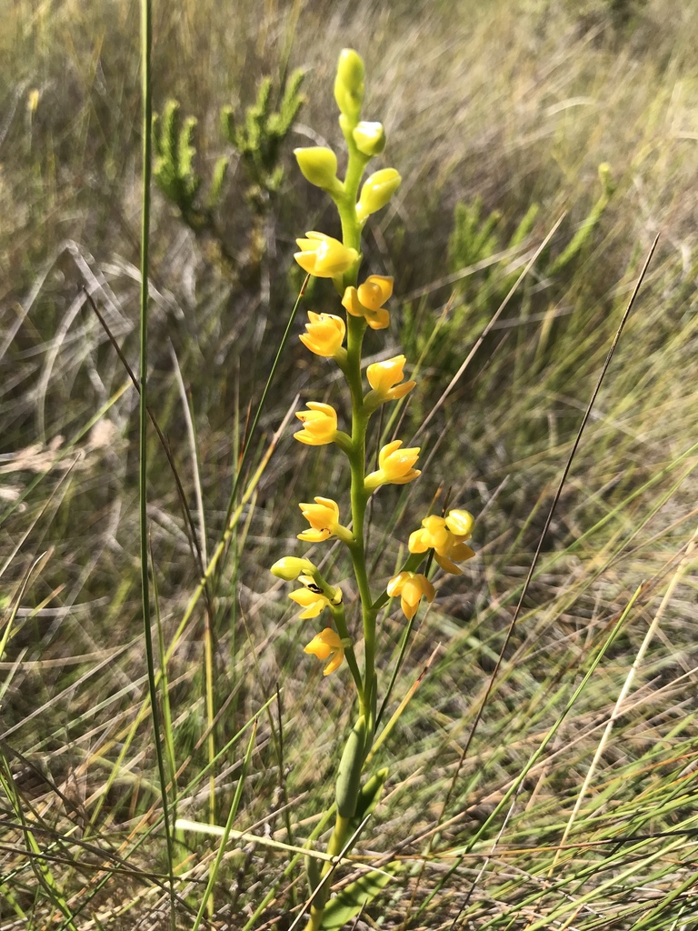 Epidendrum dendrobioides