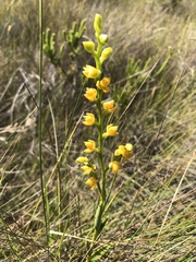 Epidendrum dendrobioides