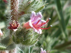 Echium asperrimum