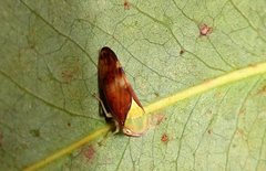 Brunotartessus fulvus