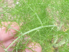 Foeniculum