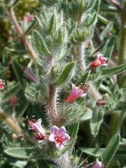 Echium asperrimum