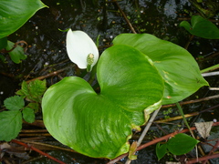 Calla palustris