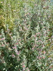 Echium asperrimum