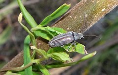 Notodascillus brevicornis