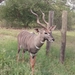 Lesser Kudu - Photo (c) kitonyi, some rights reserved (CC BY-NC)