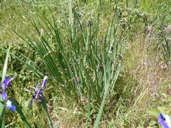 Iris reichenbachiana