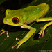 Tarsier Leaf Frog - Photo (c) Todd Pierson, some rights reserved (CC BY-NC-SA)