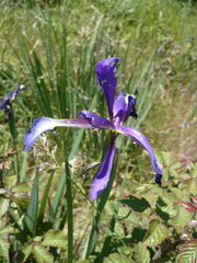 Iris reichenbachiana