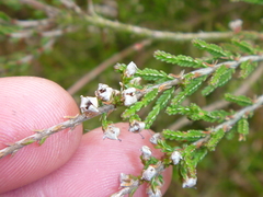 Calluna vulgaris