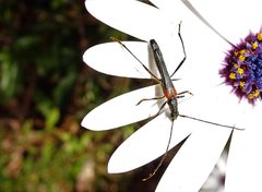 Oroderes humeralis