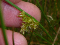 Juncus