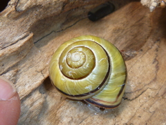 Cepaea nemoralis