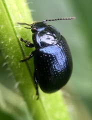 Chrysolina oricalcia